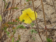 Oenothera drummondii