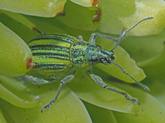 Sciobius