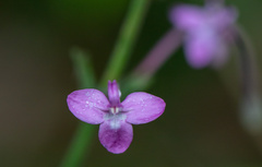 Tradescantia zebrina