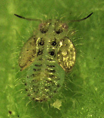 Acizzia solanicola