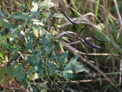 Lathyrus incurvus