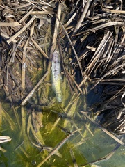 Channa argus