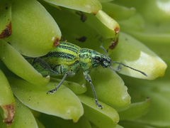 Sciobius