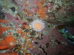 Anthostella stephensoni