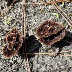 Thelephora terrestris