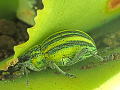 Sciobius