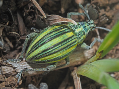 Sciobius