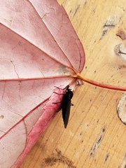 Penthetria heteroptera
