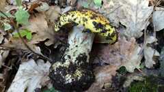 Cortinarius bergeronii