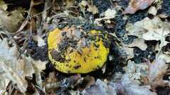 Cortinarius bergeronii