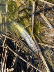 Channa argus