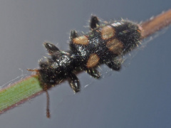 Cleridae