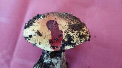 Cortinarius bergeronii