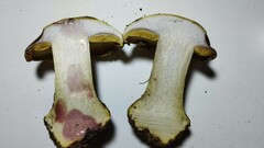 Cortinarius bergeronii