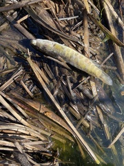 Channa argus