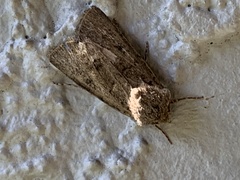 Protorthodes alfkenii