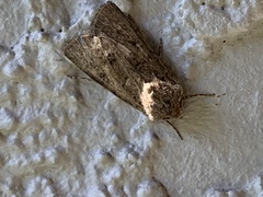 Protorthodes alfkenii