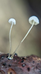 Mycena tenerrima