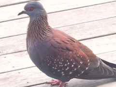 Columba guinea