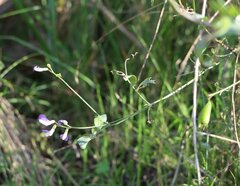 Lathyrus incurvus
