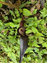 Arisaema nepenthoides