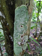 Lecanora thysanophora