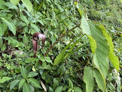Arisaema nepenthoides