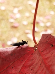 Penthetria heteroptera