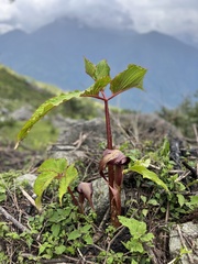 Arisaema nepenthoides