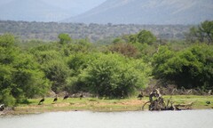 Plectropterus gambensis