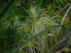 Clematis montevidensis
