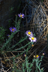 Erigeron breweri breweri