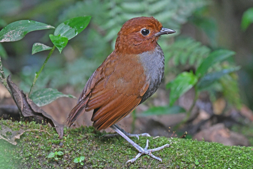 Bicolored Antpitta (Grallaria rufocinerea) photo