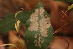 Tischeria quercitella