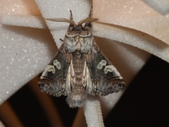 Diloba caeruleocephala