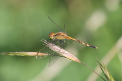 Erythrodiplax nigricans