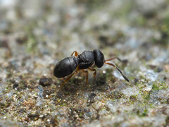 Scelioninae