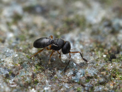 Scelioninae