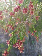 Passerina falcifolia