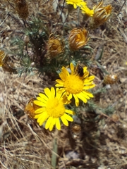 Leysera gnaphalodes