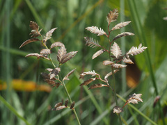 Eragrostis racemosa