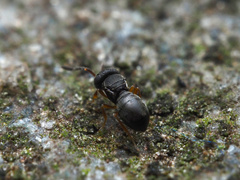Scelioninae