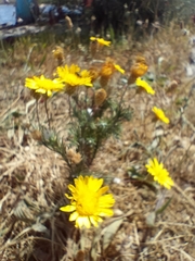 Leysera gnaphalodes