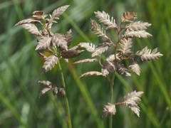 Eragrostis racemosa