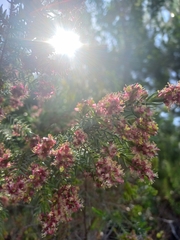 Passerina falcifolia