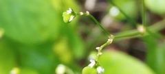 Euphorbia graminea