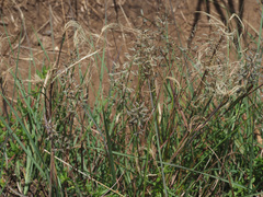 Eragrostis racemosa