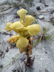 Disa sabulosa