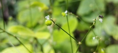 Euphorbia graminea