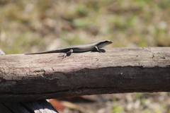 Trachylepis